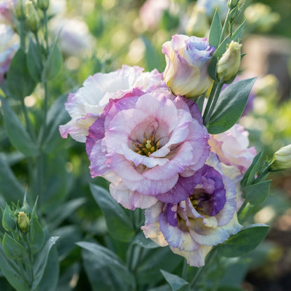 Lisianthus (Eustoma) Seeds for Planting