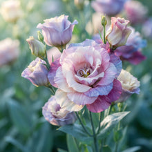 Lisianthus (Eustoma) Seeds for Planting