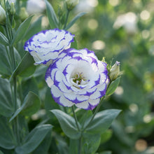 Lisianthus Rosita 2 Blue Picotee Flower Seeds for Planting