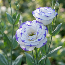 Lisianthus Rosita 2 Blue Picotee Flower Seeds for Planting