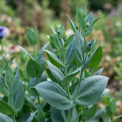 Lisianthus Rosita 2 Sapphire Seeds for Planting