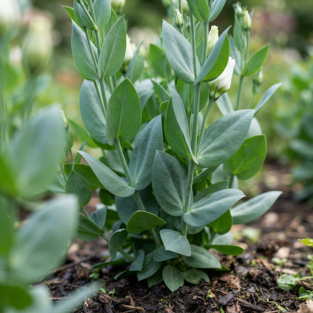 Lisianthus Echo White Flower Seeds for Planting
