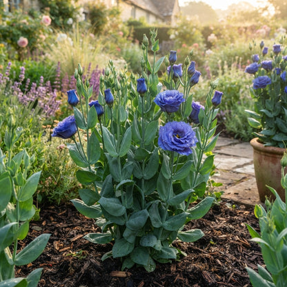Lisianthus Rosita 2 Sapphire Seeds for Planting
