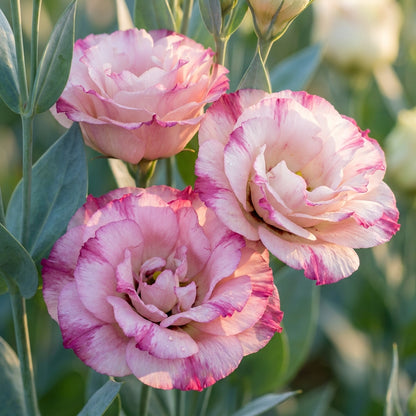 Lisianthus Rosita 2 Pink Flash II Seeds