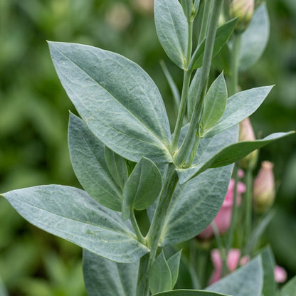 Lisianthus Rosita Pink Flash Seeds for Gardens and Bouquets