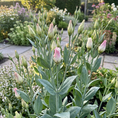 Lisianthus Rosita 2 Pink Flash II Seeds