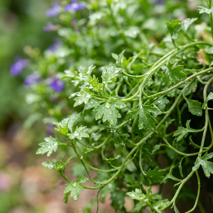 Lobelia Erinus Flower Seeds for Borders & Container Gardens