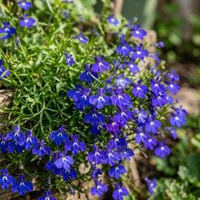 Lobelia Mrs. Clibran Seeds – Blue Trailing Flowers
