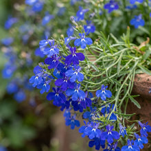 Lobelia Mrs. Clibran Seeds – Blue Trailing Flowers