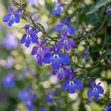 Lobelia Pendula Cascade Seeds for Planting