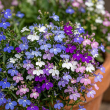 Lobelia Regatta Mix Flower Seeds For Planting