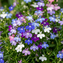 Lobelia Regatta Mix Flower Seeds For Planting