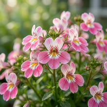 Lobelia Rosamund Flower Seeds for Planting