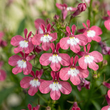 Lobelia Rosamund Flower Seeds for Planting