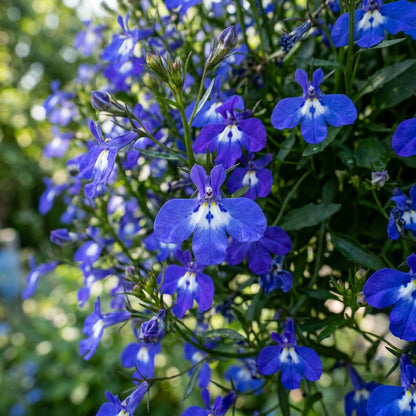 Lobelia Sapphire Pendula Flower Seeds for Planting