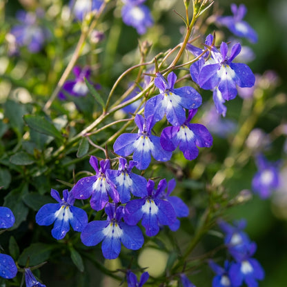 Lobelia Sapphire Pendula Flower Seeds for Planting