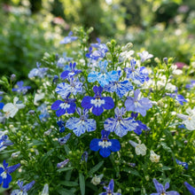 Riviera Blue Splash Lobelia Seeds for Garden Planting