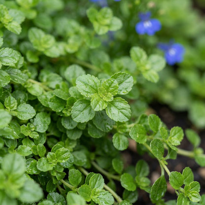 Lobelia Cobalt Blue Flower Seeds