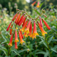 Lobelia Laxiflora Flower Seeds For Planting