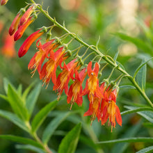 Lobelia Laxiflora Flower Seeds For Planting