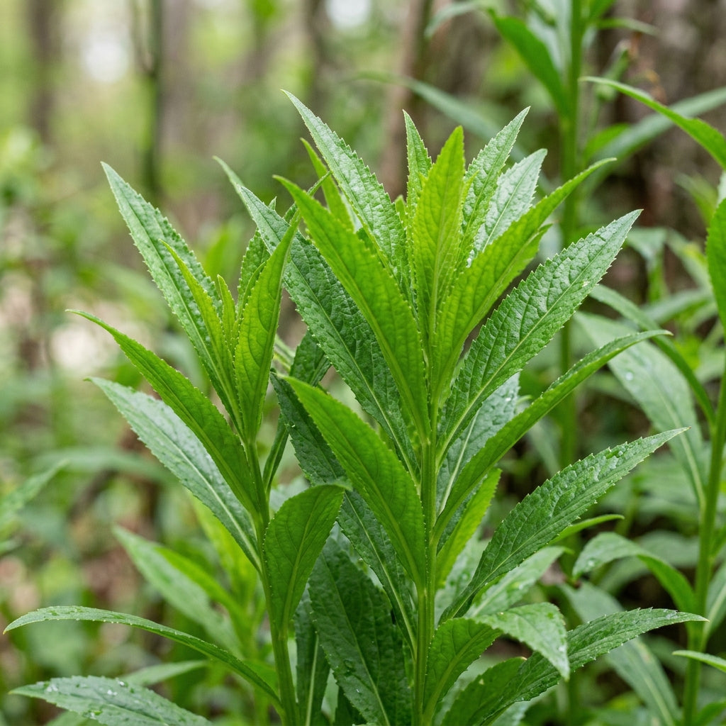 Lobelia Laxiflora Flower Seeds For Planting