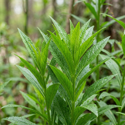 Lobelia Laxiflora Flower Seeds For Planting