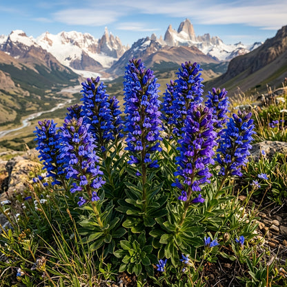 Lobelia Polyphylla Flower Seeds For Planting