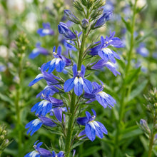 Lobelia Polyphylla Flower Seeds For Planting