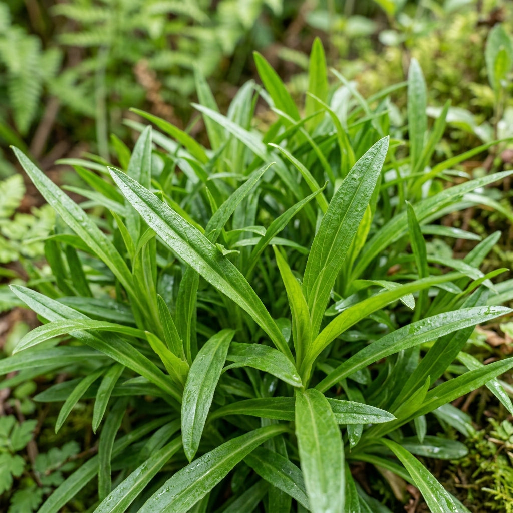 Lobelia Polyphylla Flower Seeds For Planting
