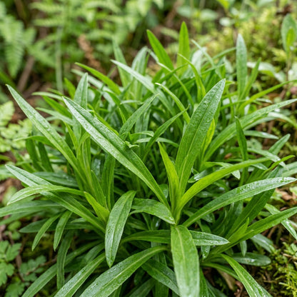 Lobelia Polyphylla Flower Seeds For Planting