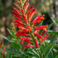 Lobelia Tupa Flower Seeds For Planting