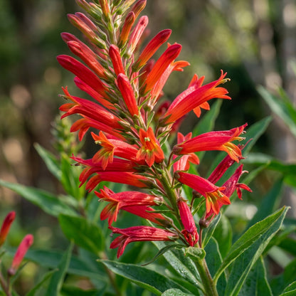 Lobelia Tupa Flower Seeds For Planting