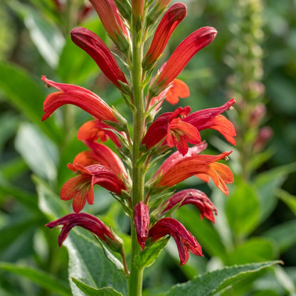 Lobelia Tupa Flower Seeds For Planting