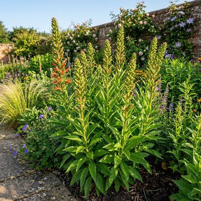 Lobelia Tupa Flower Seeds For Planting