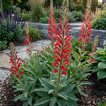 Lobelia Tupa Flower Seeds For Planting