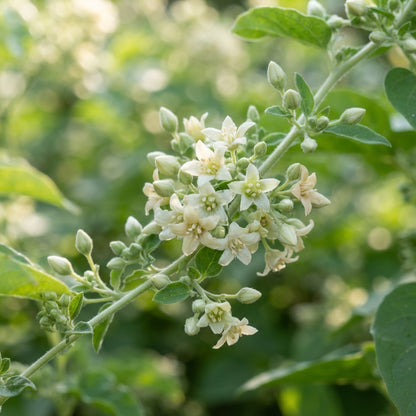 Loroco Seeds for Planting