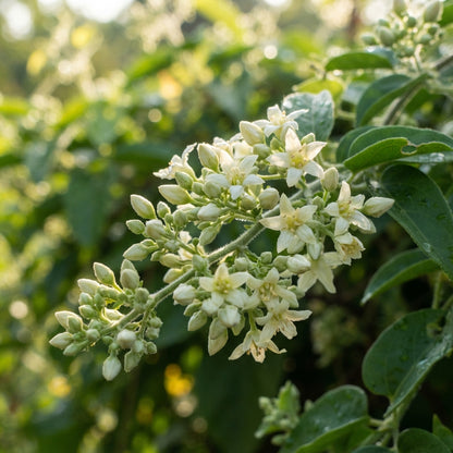 Loroco Seeds for Planting