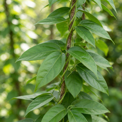 Loroco Seeds for Planting