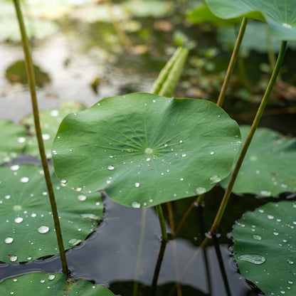 Lotus Flower Seeds for Planting