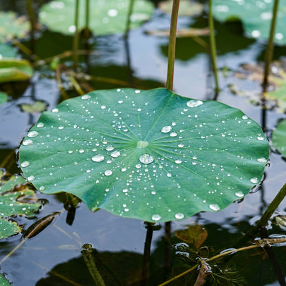 Crimson Aquatic Lotus (Nelumbo nucifera) Seeds for Planting