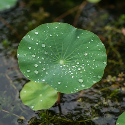 Momo Botan Lotus Flower Seeds for Planting