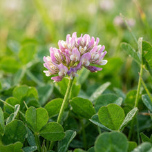 Lucky Clover Flower Seeds for Planting
