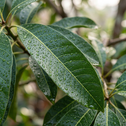 Lucuma Fruit Seeds for Planting
