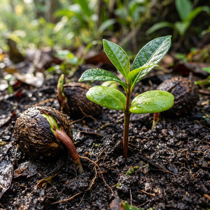 Lucuma Fruit Seeds for Planting