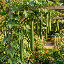 Luffa Aegyptiaca Seeds – Luffa Seeds for Home Garden