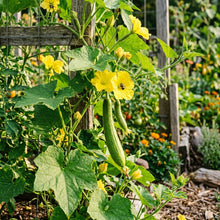 Luffa Aegyptiaca Seeds – Luffa Seeds for Home Garden