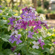 Lunaria Honesty Flower Seeds for Planting