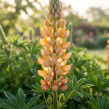Lupin Sunrise Flower Seeds for Planting