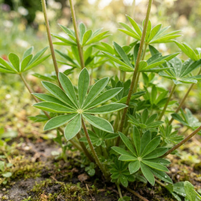 Lupin Sunrise Flower Seeds for Planting
