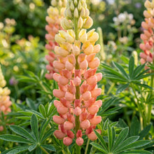 Lupin Sunrise Flower Seeds